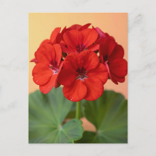 Carte Postale Fleur de géranium rouge vibrant