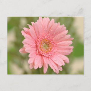 Carte Postale Fleur de gerbera rose - Bonjour, Amour, Merci