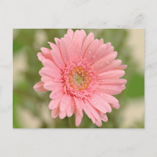 Carte Postale Fleur de Gérbera Rose - Bonjour Miss Vous, Amour
