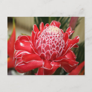 Carte postale Fleur de gingembre de Torche rouge e