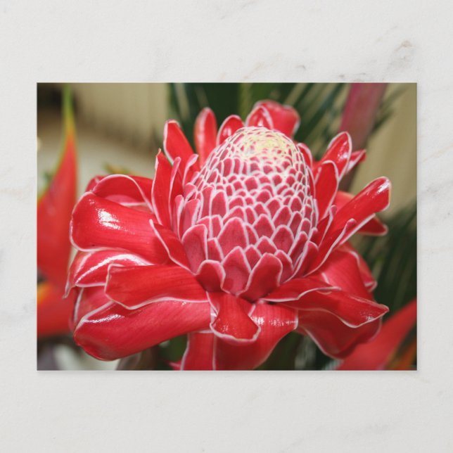 Carte postale Fleur de gingembre de Torche rouge e (Devant)