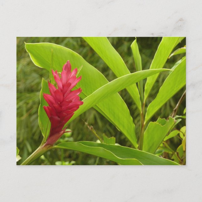 Carte Postale Fleur de gingembre rouge (Alpinia) tropicale (Devant)
