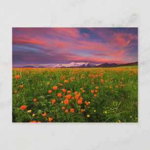 Carte Postale Fleur de globe fleurissante