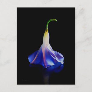 Carte Postale Fleur de gloire du matin 2