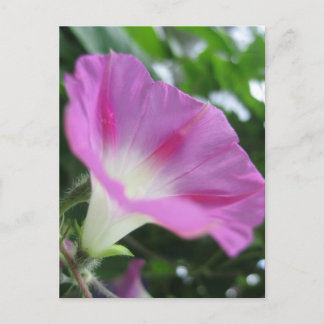 Carte Postale Fleur de gloire rose du matin