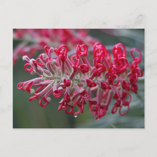Carte Postale fleur de grevillea (Devant)