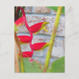 Carte Postale Fleur de griffe de homard Heliconia Rostrata