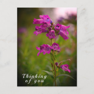 Carte Postale Fleur de Gueule de Dragon Rose Violet Pensant à Vo
