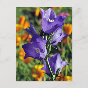 Carte Postale Fleur de Harebell violette