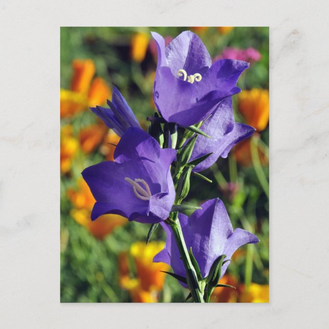 Carte Postale Fleur de Harebell violette (Devant)