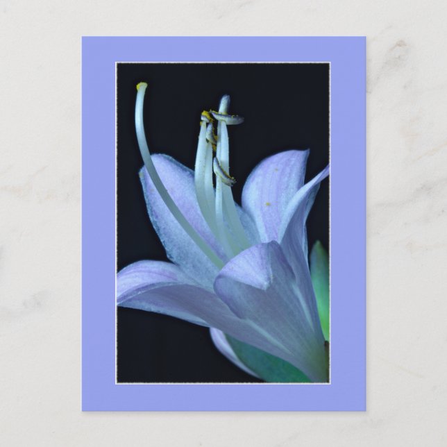 Carte Postale Fleur de Hosta Macro Élégante et Chic pour Toutes  (Devant)