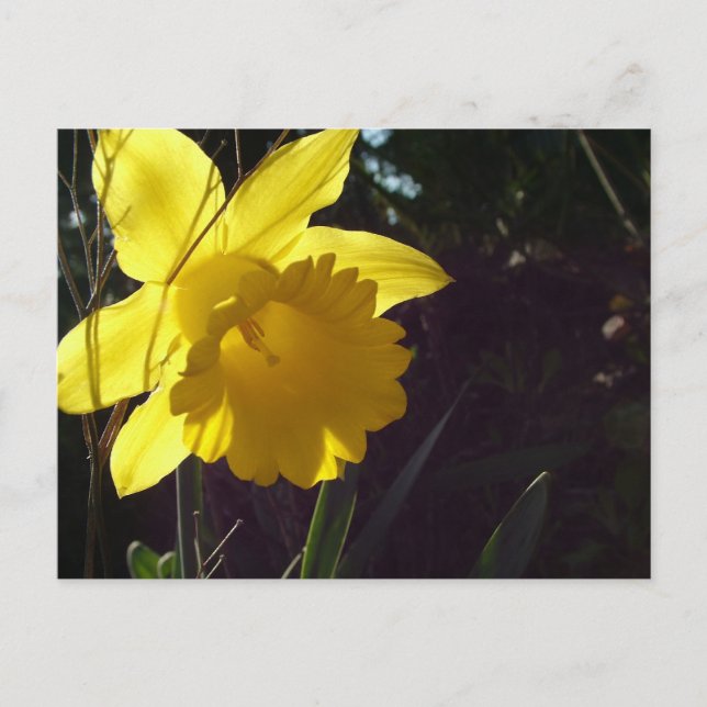 Carte Postale fleur de jonquille jaune au soleil (Devant)