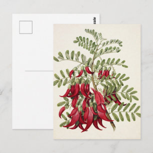 Carte Postale Fleur de Kaka Beak Rouge Vintage Art Botanique