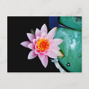 Carte Postale Fleur de laine d'eau chaude rose et orange de lotu