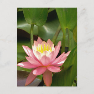 Carte Postale Fleur de laine d'eau rose de lotus