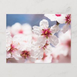 Carte Postale Fleur de l'amandier