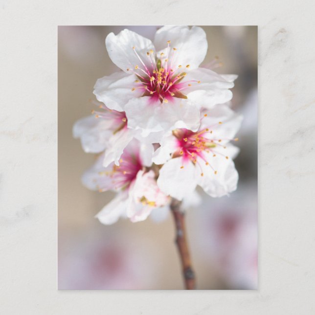 Carte Postale Fleur de l'amandier (Devant)