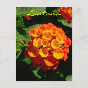 Carte Postale Fleur de Lantana