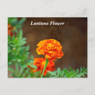 Carte Postale Fleur de lantane orange vibre