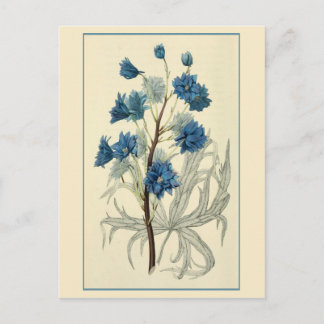 Carte Postale Fleur de Larkspur bleu vintage
