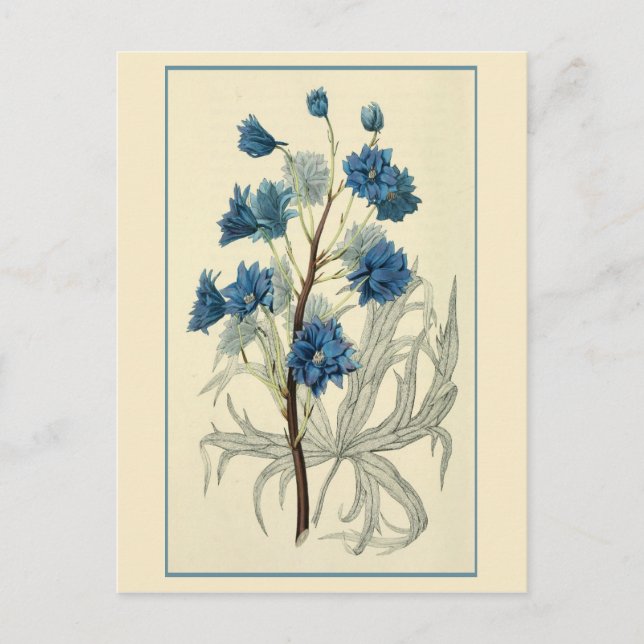 Carte Postale Fleur de Larkspur bleu vintage (Devant)