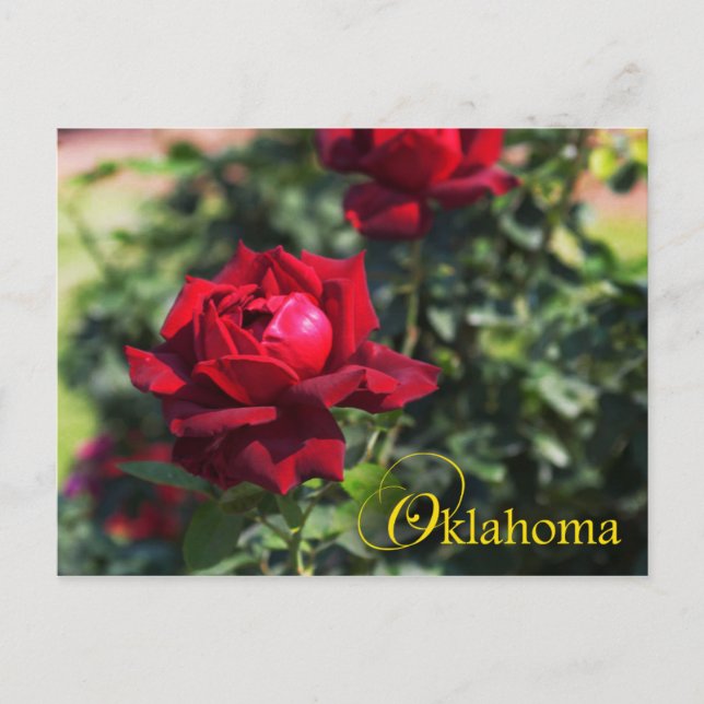 Carte Postale Fleur de l'État de l'Oklahoma : Rose de l'Oklahoma (Devant)
