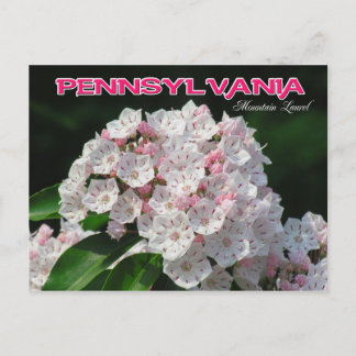 Carte Postale Fleur de l'État de Pennsylvanie : Mountain Laurel