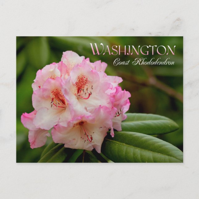 Carte Postale Fleur de l'État de Washington : Côte Rhododendron (Devant)