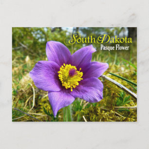 Carte Postale Fleur de l'État du Dakota du Sud : Fleur Pasque