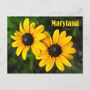 Carte Postale Fleur de l'État du Maryland : Susan aux yeux noirs