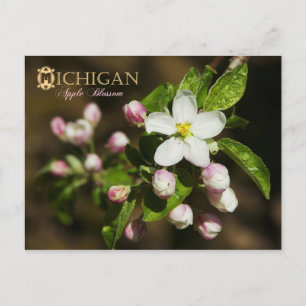 Carte Postale Fleur de l'État du Michigan : Apple Blossom