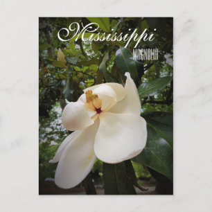 Carte Postale Fleur de l'État du Mississippi, Magnolia Grandiflo