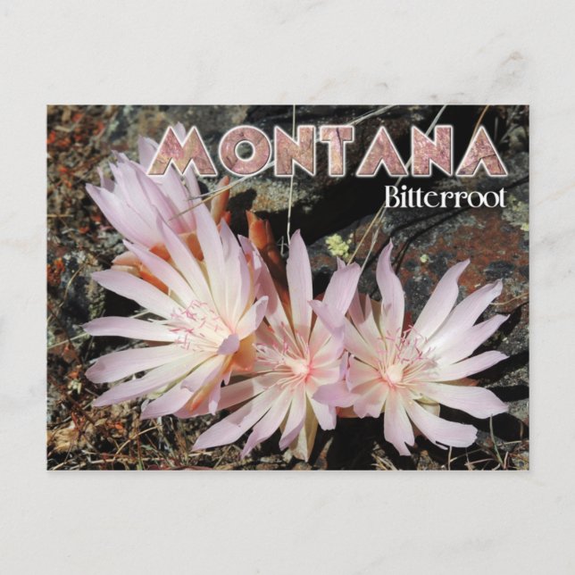 Carte Postale Fleur de l'état du Montana : Bitterroot (Devant)