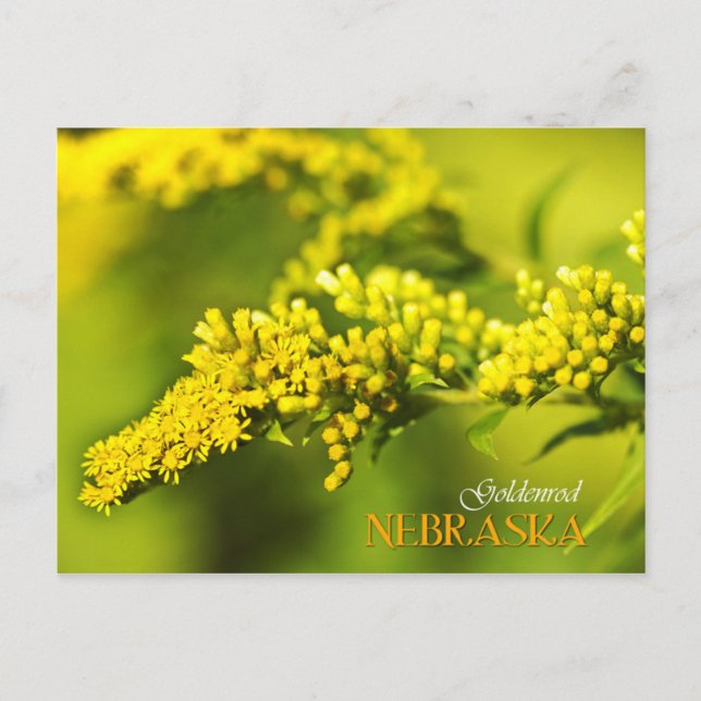Carte Postale Fleur de l'État du Nebraska : Goldenrod (Devant)