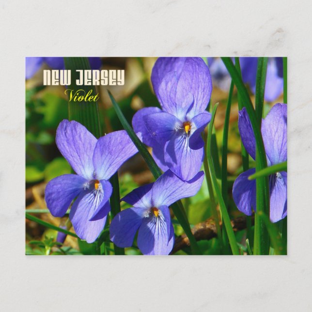Carte Postale Fleur de l'État du New Jersey : Violet (Devant)