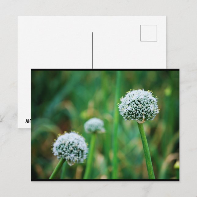 Carte Postale Fleur de l'oignon sauvage (Devant / Derrière)