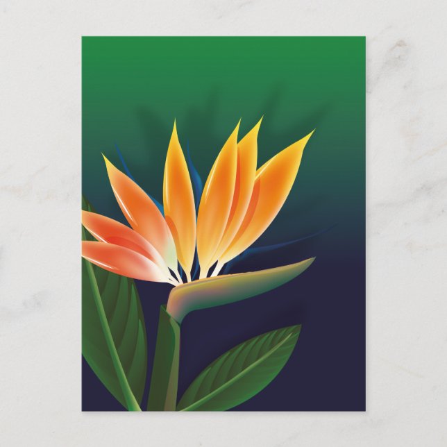 Carte Postale Fleur de l'oiseau de paradis (Devant)