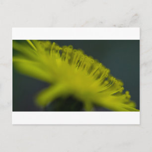 Carte Postale Fleur de l'oreille du chat