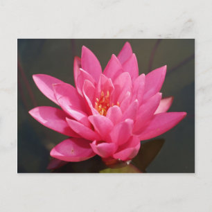 Carte Postale fleur de lotus