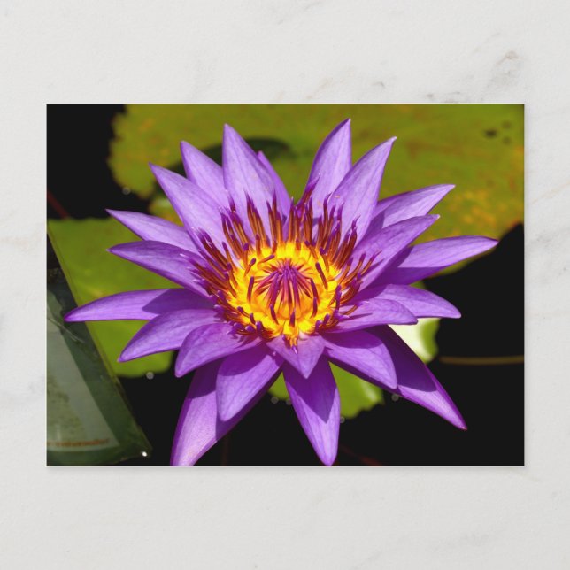 Carte Postale fleur de lotus (Devant)