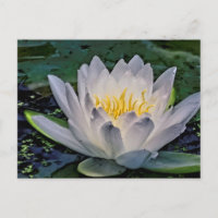 Fleur de Lotus blanc brillant
