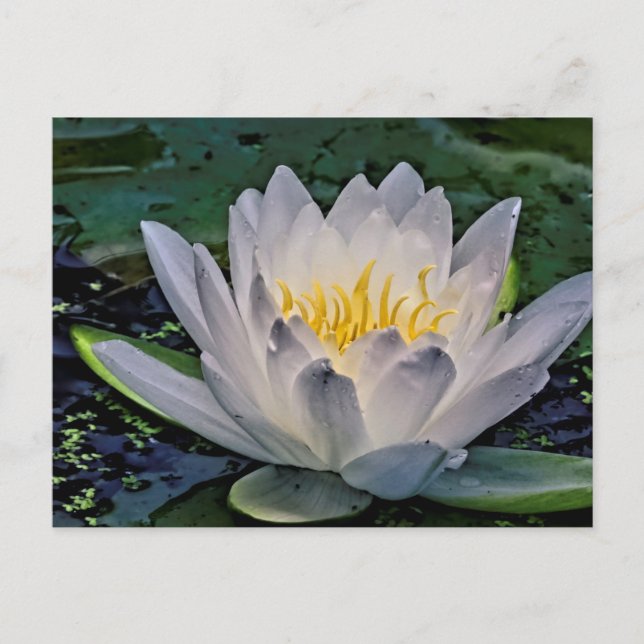 Carte Postale Fleur de Lotus blanc brillant (Devant)