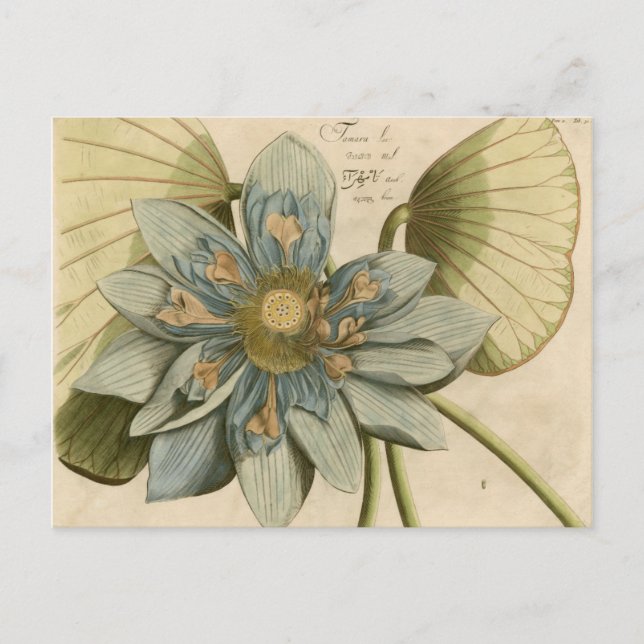 Carte Postale Fleur de Lotus Bleu sur Arrière - plan Tan avec éc (Devant)