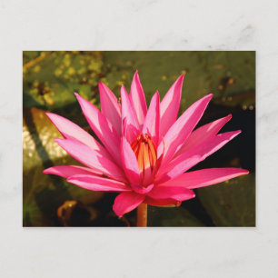 Carte Postale Fleur de Lotus dans la nature
