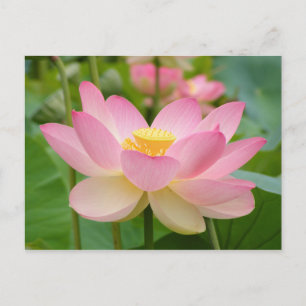 Carte Postale Fleur de Lotus en Fleur (Nelumbo nucifera)