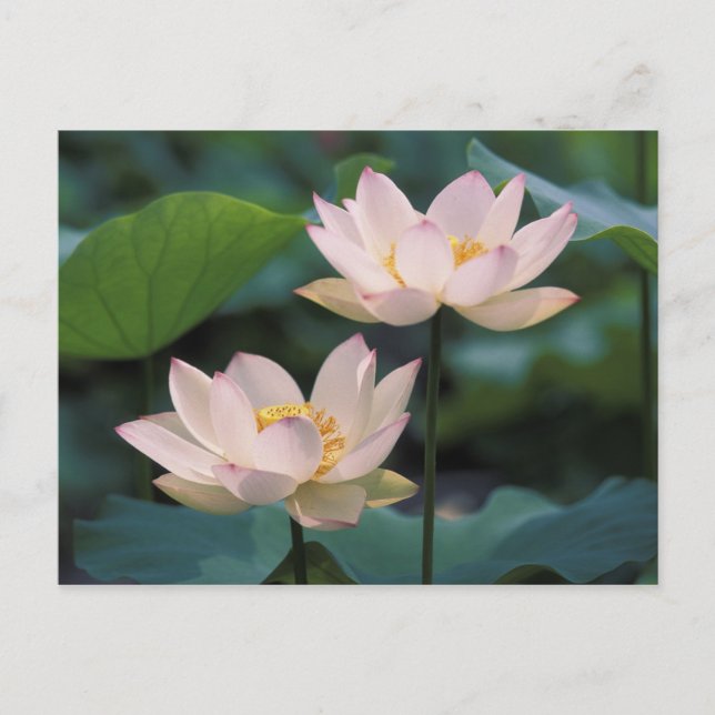Carte Postale Fleur de Lotus en fleurs, Chine (Devant)
