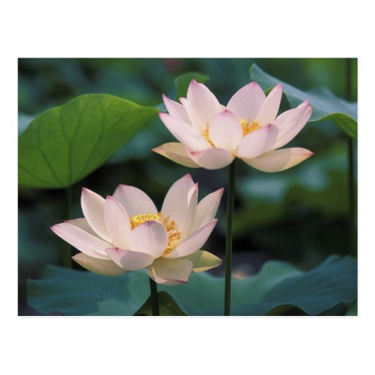 Carte Postale Fleur De Lotus En Fleurs Chine Zazzle Fr