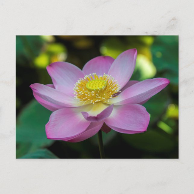 Carte Postale Fleur de lotus en fleurs, Indonésie (Devant)