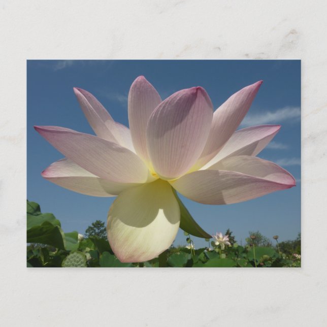 Carte Postale Fleur de lotus et ciel bleu II (Devant)