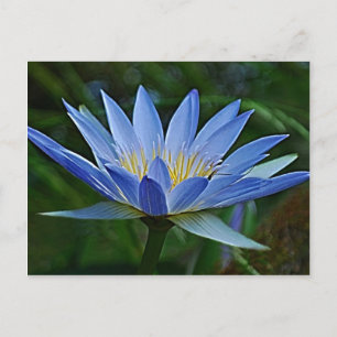 Carte Postale Fleur de lotus et signification